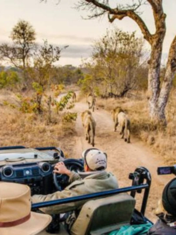Tanzania Safari Photographer Observing Wildlife From Open Game Drive Vehicle 1