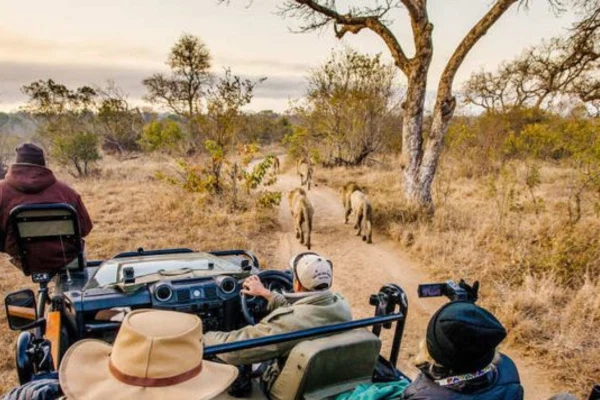 Tanzania Safari Photographer Observing Wildlife From Open Game Drive Vehicle Alternate View 02 1