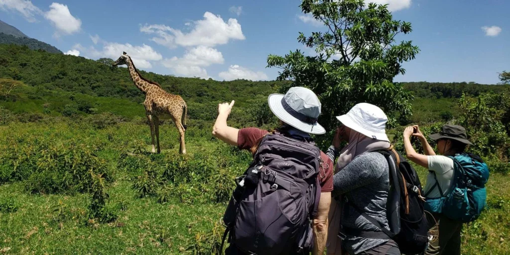Tanzania Safari Travellers Observing Giraffe On Guided Walking Tour 1