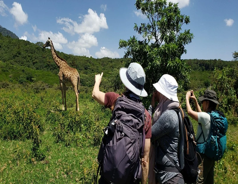 Tanzania Safari Travellers Photographing Giraffe On Guided Wildlife Tour 1