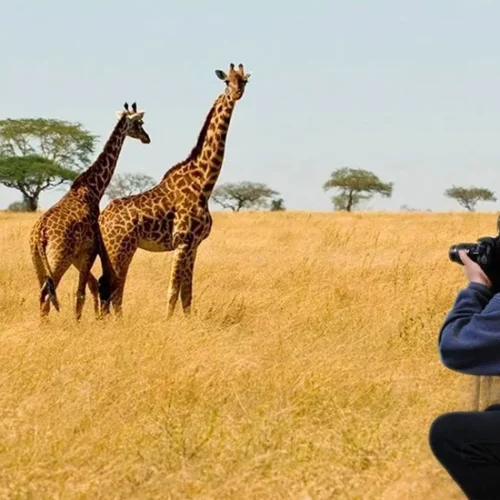 Private wildlife safari across Tanzania national parks