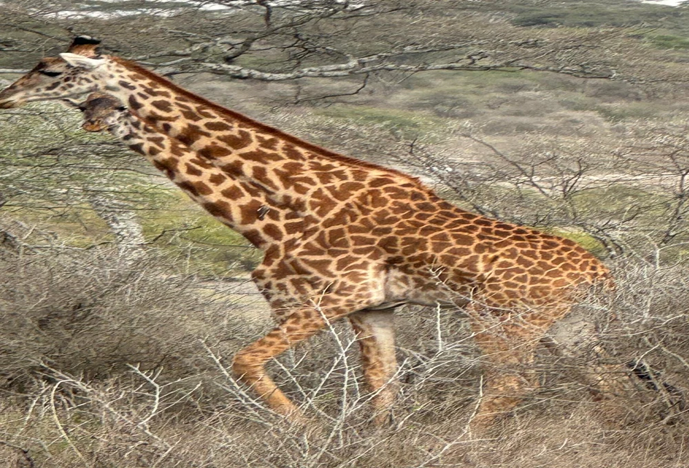 Ngorongoro Crater