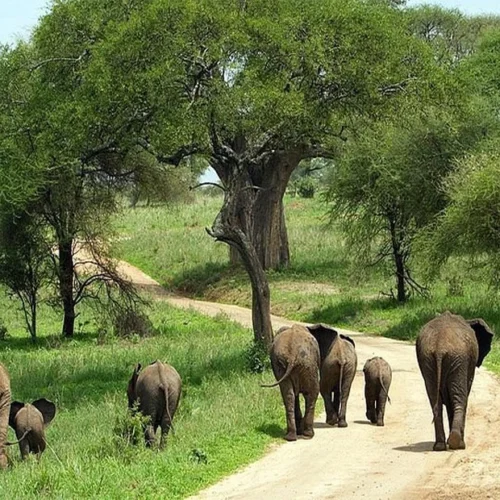 Tarangire national park elephant wildlife safari and baobab landscape tanzania