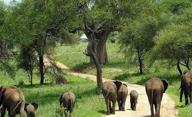 Tarangire national park elephant wildlife safari and baobab landscape tanzania