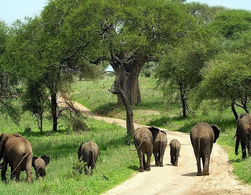 Tarangire national park elephant wildlife safari and baobab landscape tanzania