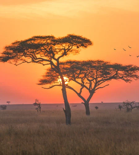 Serengeti vs Ngorongoro travel guide by Everyday Safaris in Tanzania