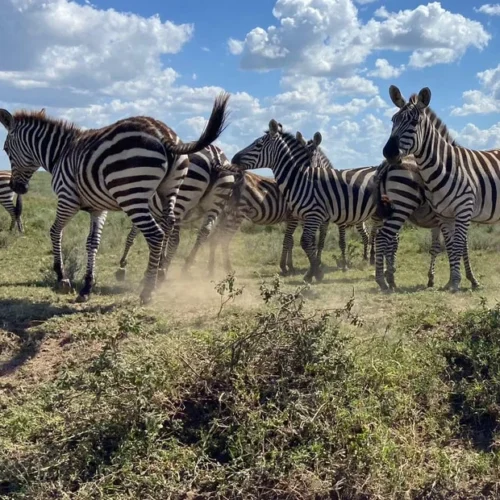 Elephants and baobab scenery in Tarangire National Park during a Tanzania safari