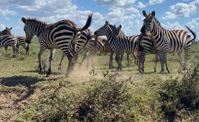 Elephants and baobab scenery in Tarangire National Park during a Tanzania safari