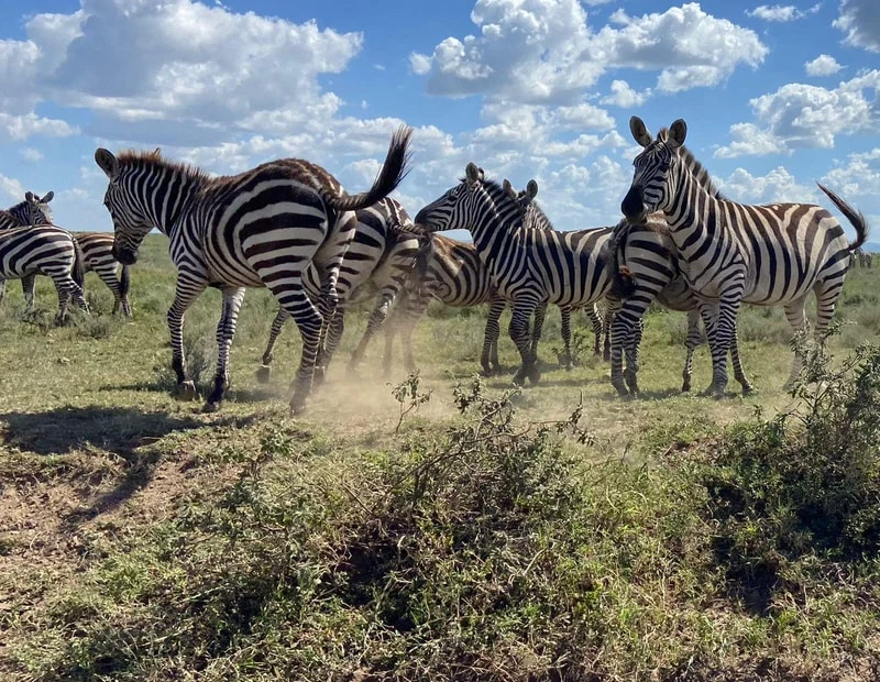 Elephants and baobab scenery in Tarangire National Park during a Tanzania safari