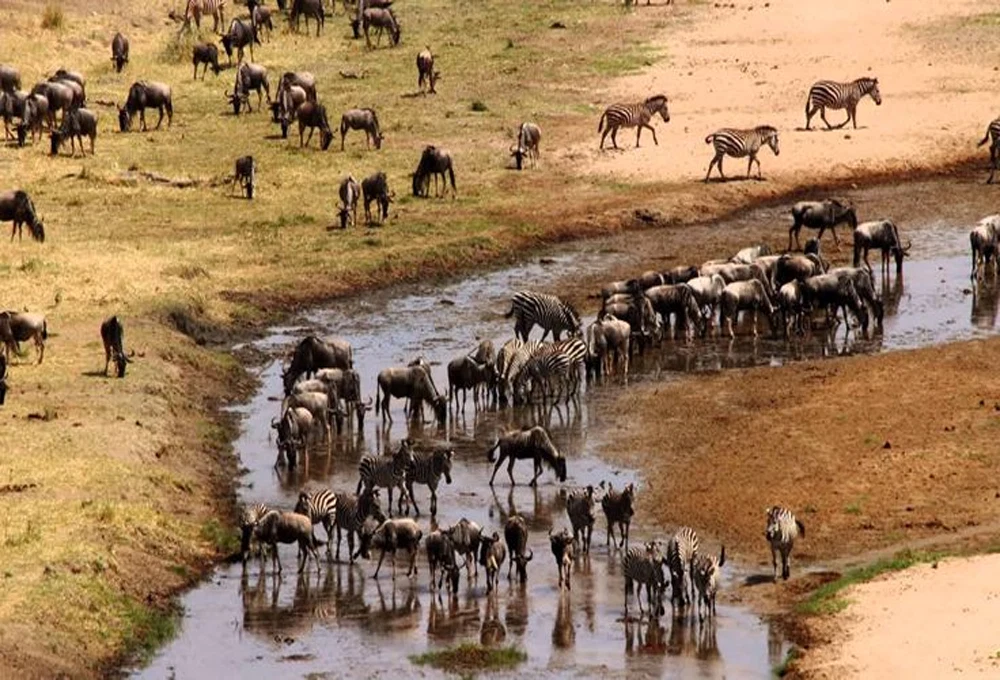 Tarangire national park elephant wildlife safari and baobab landscape tanzania