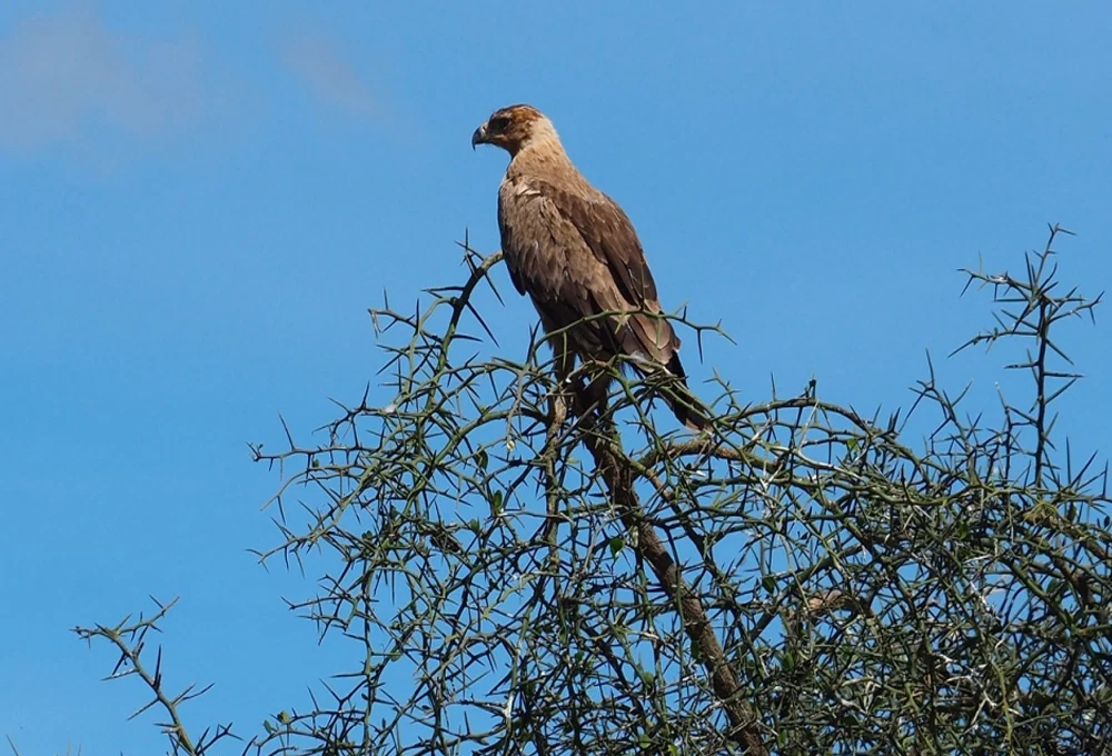 Tarangire National Park — related Tanzania destination