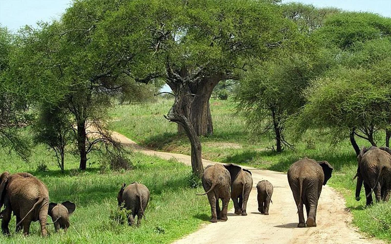 Tarangire National Park