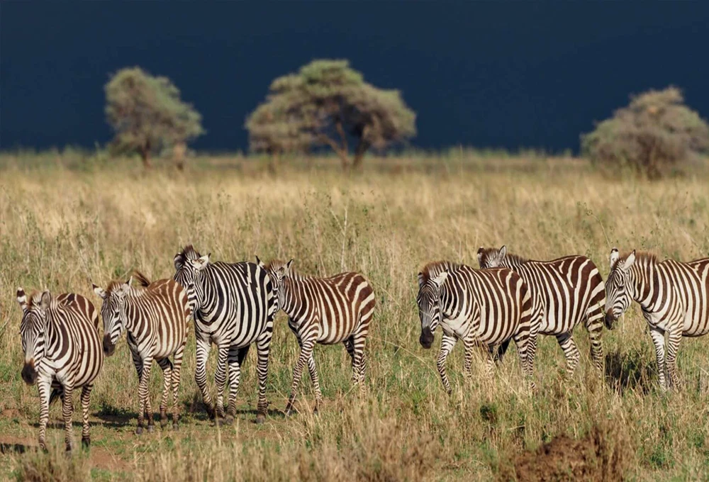 Tarangire National Park — related Tanzania destination