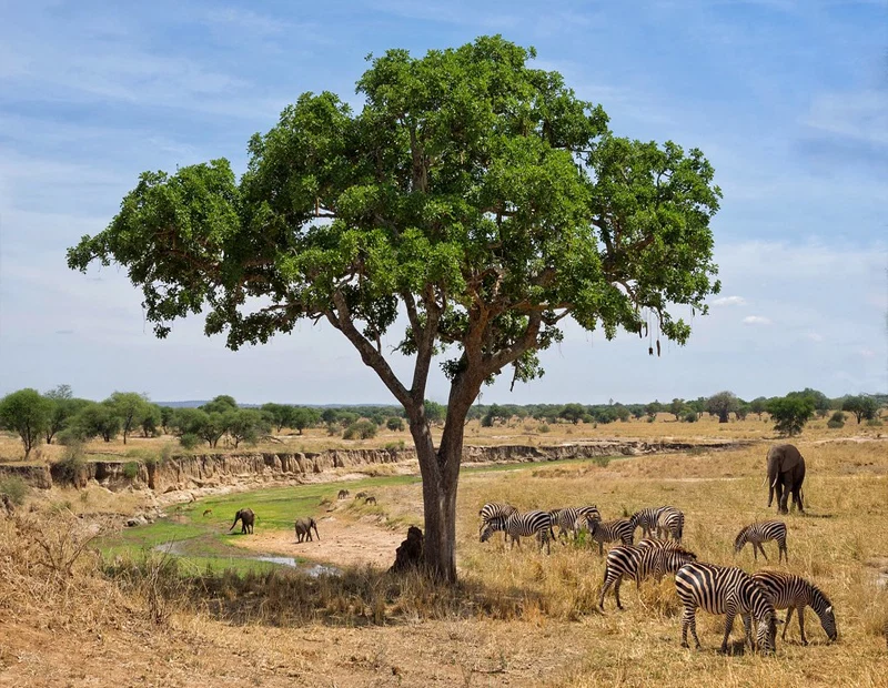 Tarangire National Park