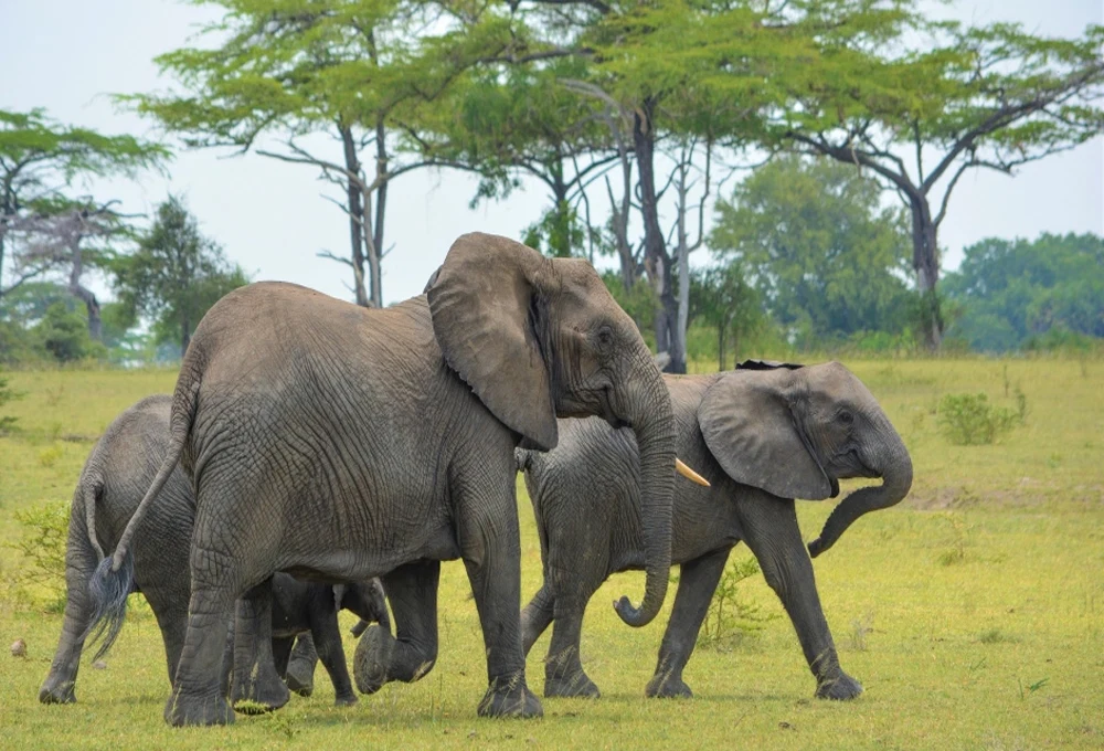 Tarangire National Park safari destination in Tanzania