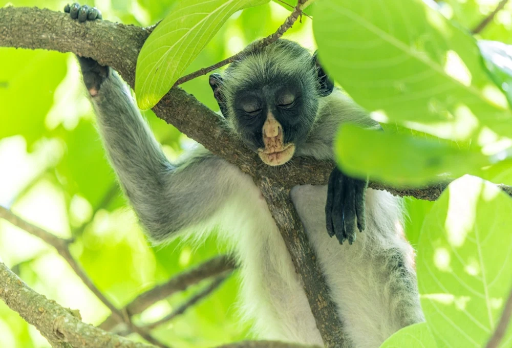 Tarangire National Park safari destination in Tanzania