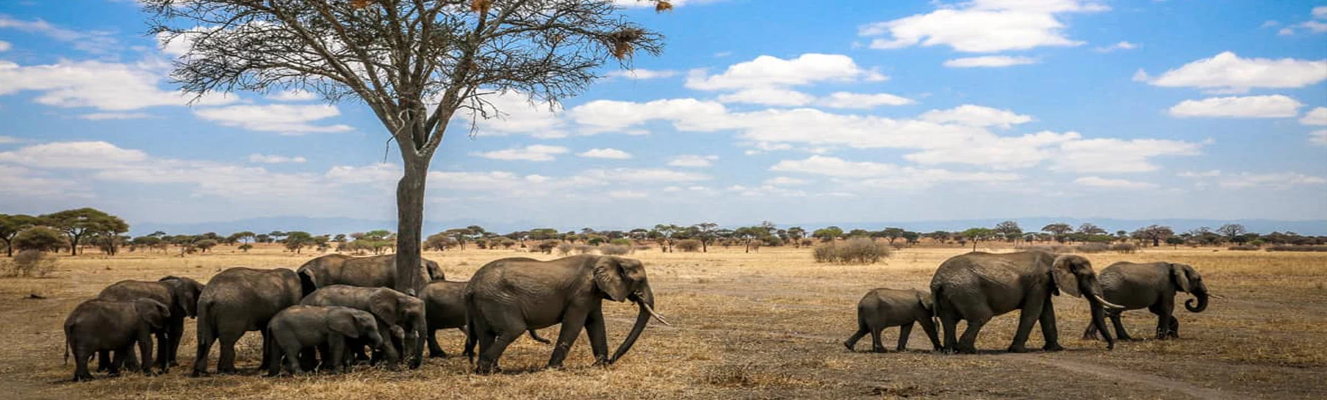 Tarangire National Park safari destination in Tanzania