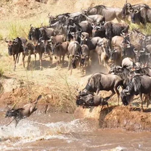 Wildebeest crossing a river during the Great Migration in Serengeti Tanzania