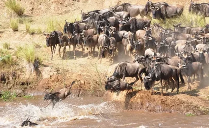 Wildebeest crossing a river during the Great Migration in Serengeti Tanzania