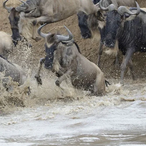 Great Migration wildebeest crossing shallow water during a Tanzania safari