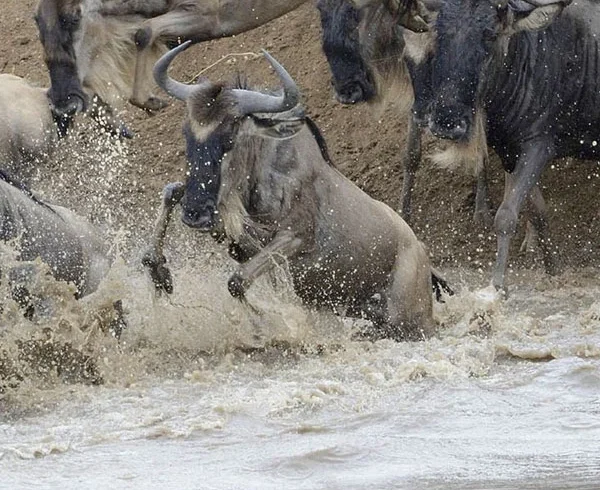 Great Migration wildebeest crossing shallow water during a Tanzania safari