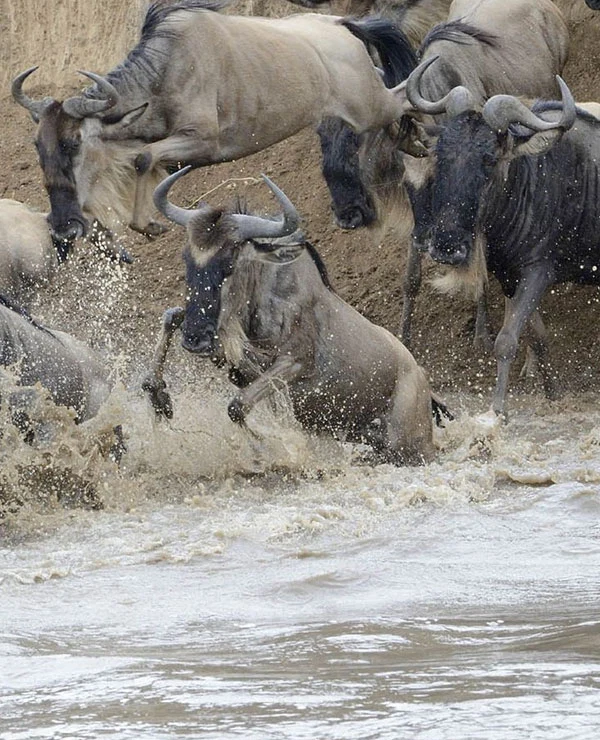 Great Migration wildebeest crossing shallow water during a Tanzania safari