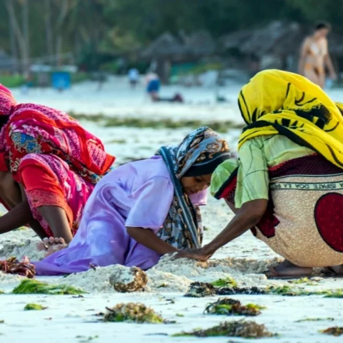 Local women seaweed farming in shallow Indian Ocean water in Zanzibar