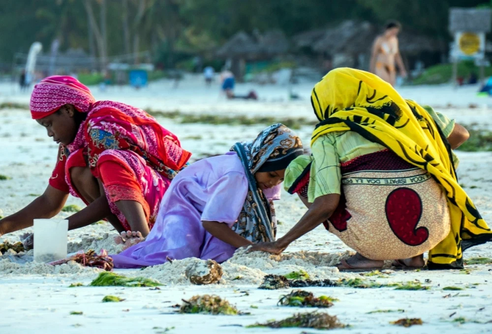 Local women seaweed farming in shallow Indian Ocean water in Zanzibar