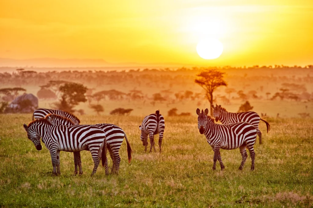 Zebras Grazing At Golden Sunrise On Tanzania Savannah Safari