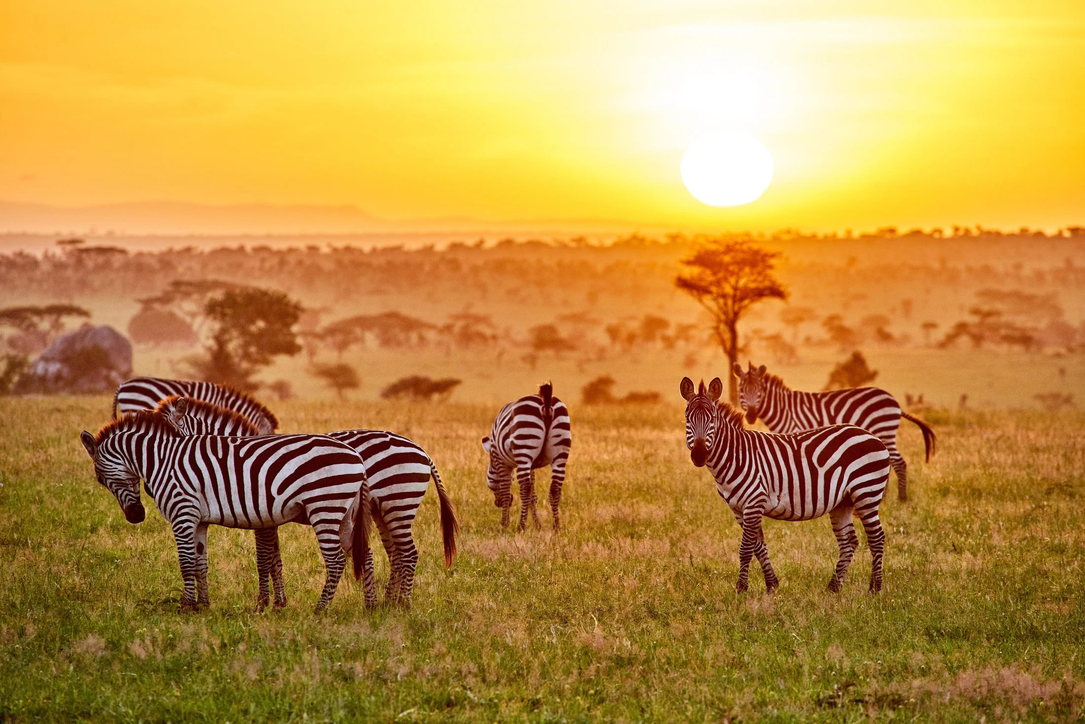 Zebras grazing at golden sunrise on tanzania savannah