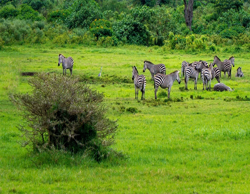 Zebras Grazing On Green Grassland During Tanzania Wildlife Safari